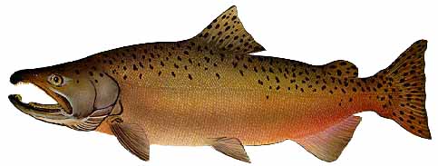 Chinook fish photo