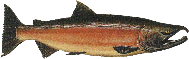 Salmon Cookies Logo Photo